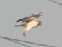 Short-toed Eagle. Northern Ukraine. 2010. Photo 13