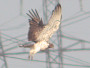 Short-toed Eagle. Northern Ukraine. 2010. Photo 14