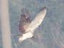 Short-toed Eagle. Northern Ukraine. 2010. Photo 15