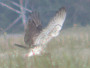 Short-toed Eagle. Northern Ukraine. 2010. Photo 16