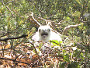 Short-toed Eagle. Photo 1