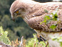 Short-toed Eagle. Photo 2
