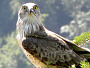 Short-toed Eagle. Photo 3