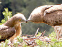 Short-toed Eagle. Photo 4