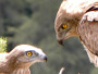 Short-toed Eagle. Photo 5