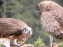 Short-toed Eagle. Photo 6