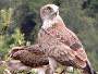 Short-toed Eagle. Photo 7