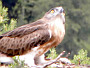 Short-toed Eagle. Photo 8