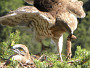 Short-toed Eagle. Photo 9