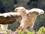 Short-toed Eagle. Photo 10