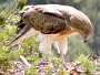 Short-toed Eagle. Photo 11