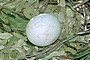 Short-toed Eagle chick. Age 0. Jean-Pierre Malafosse. Photo 1