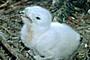 Short-toed Eagle chick. Age 1-2 days. Jean-Pierre Malafosse. Photo 2