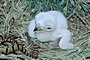 Short-toed Eagle chick. Age 2 days. Jean-Pierre Malafosse. Photo 3