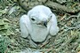 Short-toed Eagle chick. Age 48 hours. Jean-Pierre Malafosse. Photo 4