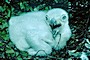 Short-toed Eagle chick. Age 10 days. Jean-Pierre Malafosse. Photo 6