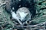 Short-toed Eagle chick. Age 4 weeks. Jean-Pierre Malafosse. Photo 9