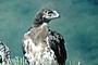 Short-toed Eagle chick. Age 6 weeks. Jean-Pierre Malafosse. Photo 10
