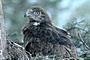 Short-toed Eagle chick. Age 9 weeks. Jean-Pierre Malafosse. Photo 12