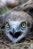 Short-toed Eagle chick. Mezhrechenskiy Park. Konstantin Pismennyi. 2008. Photo 1