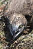 Short-toed Eagle chick. Mezhrechenskiy Park. Konstantin Pismennyi. 2008. Photo 2