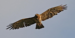 An adult female Short-toed Eagle