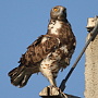 Photos of an adult Short-toed Eagle female by Askar Isabekov on the Birds of Kazakhstan website