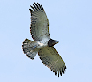Juvenile Short-toed Eagle A30