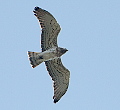 Short-toed Eagle in Spain