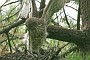Short-toed Eagle. Françoise Gérardin. 2007. Photo 4