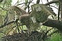 Short-toed Eagle. Françoise Gérardin. 2007. Photo 5