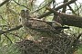 Short-toed Eagle. Françoise Gérardin. 2007. Photo 8