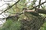 Short-toed Eagle. Françoise Gérardin. 2007. Photo 9