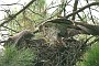 Short-toed Eagle. Françoise Gérardin. 2007. Photo 11