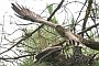 Short-toed Eagle. Françoise Gérardin. 2007. Photo 12