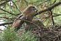 Short-toed Eagle. Françoise Gérardin. 2007. Photo 13