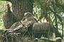 Short-toed Eagle. Françoise Gérardin. 2007. Photo 14