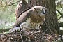 Short-toed Eagle. Françoise Gérardin. 2007. Photo 15