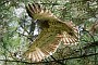 Short-toed Eagle. Françoise Gérardin. 2007. Photo 16