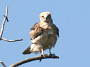Short-toed Eagle. Françoise Gérardin. 2008. Photo 1
