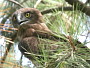 Short-toed Eagle. Françoise Gérardin. 2008. Photo 2