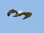 Short-toed Eagle. Françoise Gérardin. 2008. Photo 3