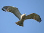 Short-toed Eagle. Françoise Gérardin. 2008. Photo 4