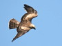 Short-toed Eagle. Françoise Gérardin. 2008. Photo 5