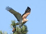 Short-toed Eagle. Françoise Gérardin. 2008. Photo 6