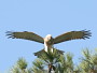 Short-toed Eagle. Françoise Gérardin. 2008. Photo 7