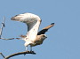 Short-toed Eagle. Françoise Gérardin. 2008. Photo 8