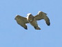 Short-toed Eagle. Françoise Gérardin. 2008. Photo 9