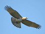 Short-toed Eagle. Françoise Gérardin. 2008. Photo 10