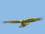 Short-toed Eagle. Françoise Gérardin. 2008. Photo 11